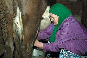 Главное — не пропустить вечернюю дойку