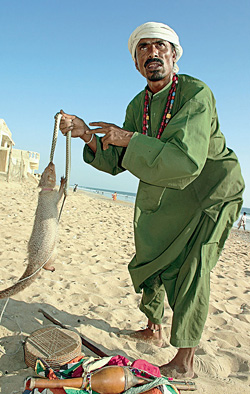 Мангуст Чарли не оставил змее никаких шансов