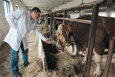 «Красавцы как на подбор»,—говорят в ОАО «Московское»