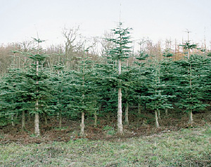 Датская елка - это на самом деле кавказская пихта. Только трудолюбие и химия, которая используется, - настоящие скандинавские