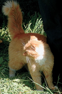 У кота Чубайса к автолавке свой интерес