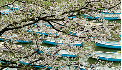 «Сакура и лодки» (А. ПАНОВ)