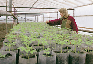 Ирина Шурасьева: маникюр помидорам не помеха