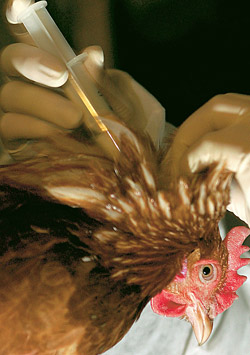 Курица не противится уколу, если не хватать ее за лапы