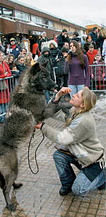 Разговор с волками - подарок от Куршевеля