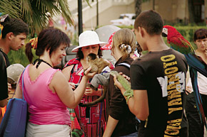 Гринписа нет на крымских фотографов, нещадно эксплуатирующих братьев меньших