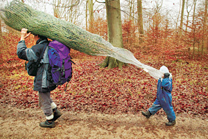 Сами же датчане могут выбрать елки прямо на плантации