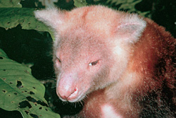 Золотистый древесный кенгуру