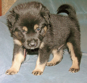 Щенка назвали Тайжи (по-тувински Царевич)