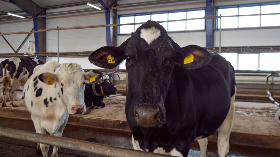 Из-за продажи продукции в другие регионы свердловских производителей молока могут лишить льгот 