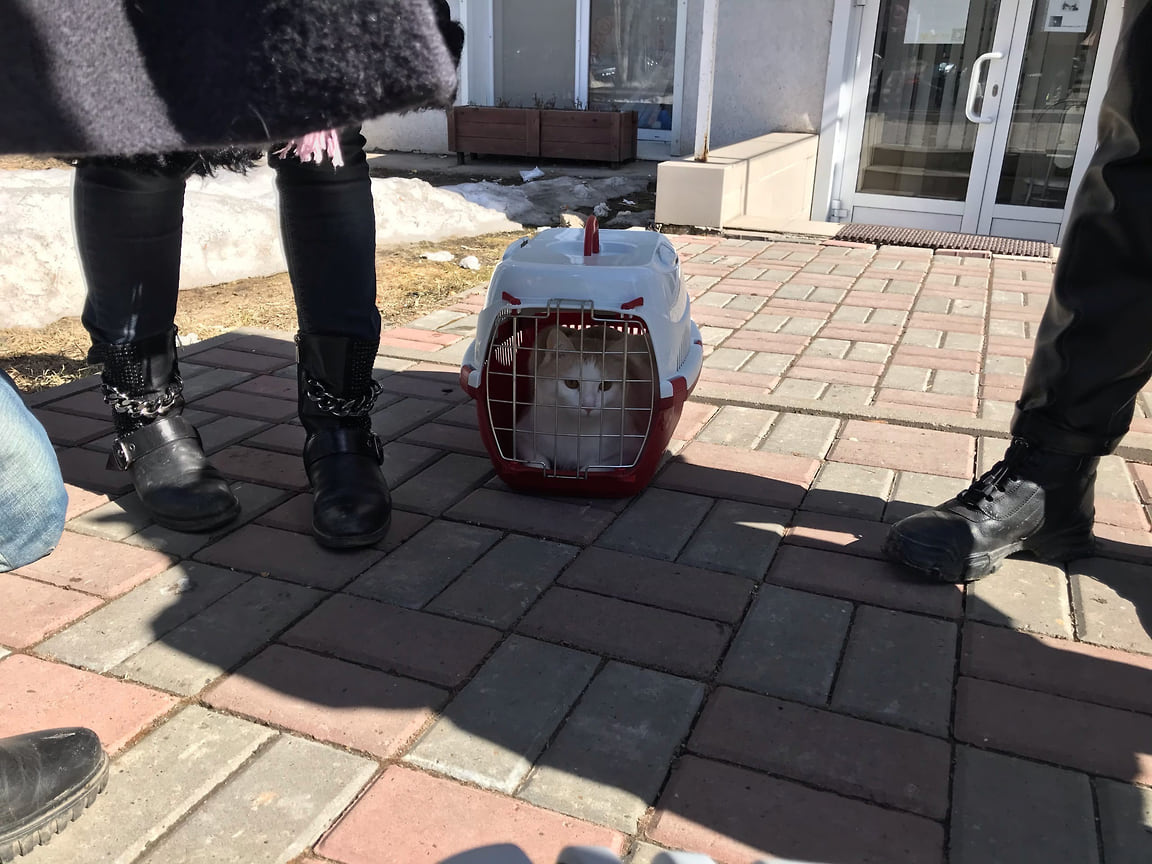 В Ижевске освободили 12 кошек, запертых в котокафе «Мяулэнд». 