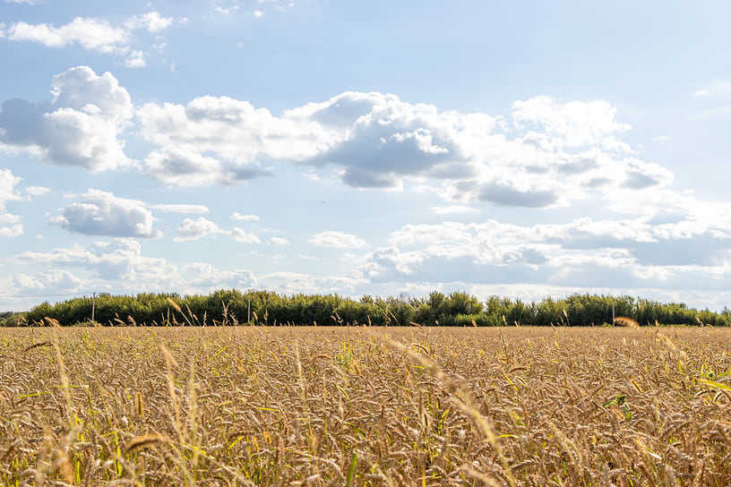 Фото: егор Снетков, Коммерсантъ