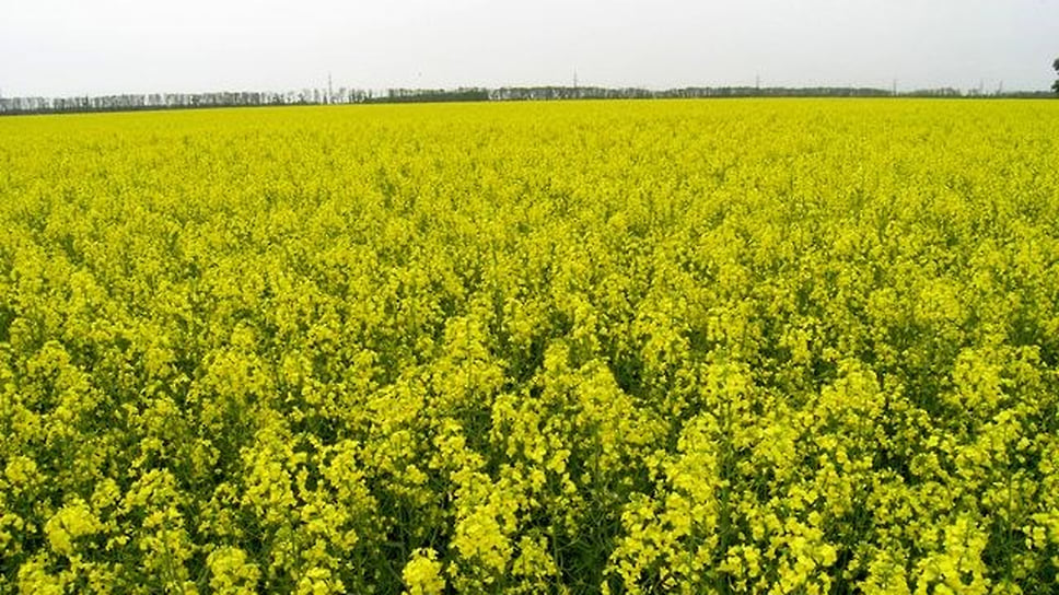 Рапса (озимого и ярового) собрано 129 тыс. тонн, что выше уровня 2020 года более чем на 25 тыс. тонн 