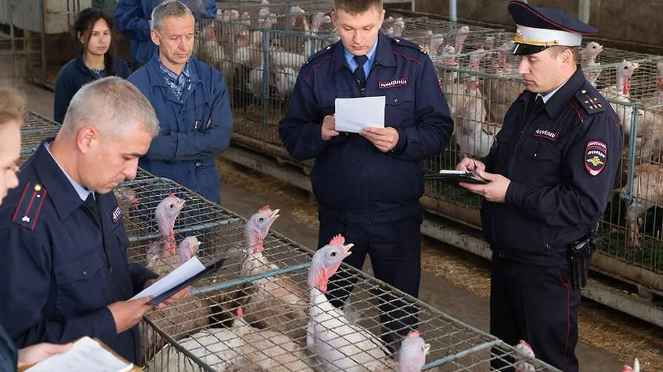 Всего на птицефабрике полиция выявила 11 нелегальных мигрантов