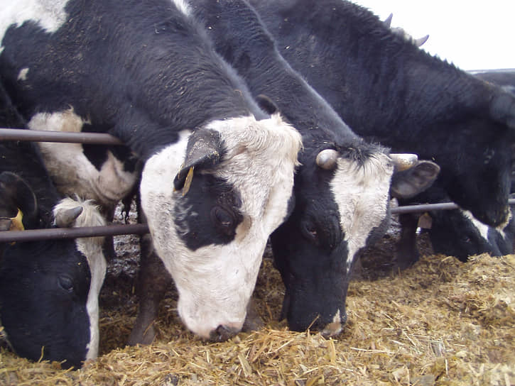 Фермеры заявляют, что из-за отсутствия доступа на «американскую» землю им приходится заготавливать корма в Самарской области