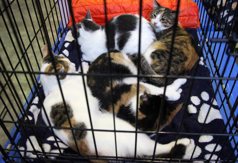 Коты тоже ждали внимания и ласки 