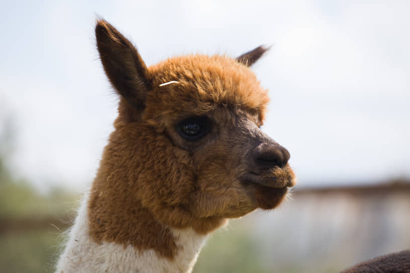 Стоимость одного животного — около 300 тыс. руб. 