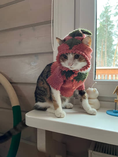 Кошка Нана. Владелец — бизнесмен Александр Губарев ("Робин-Сдобин", "Моне")