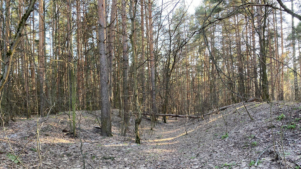Тверицкий бор в Ярославле