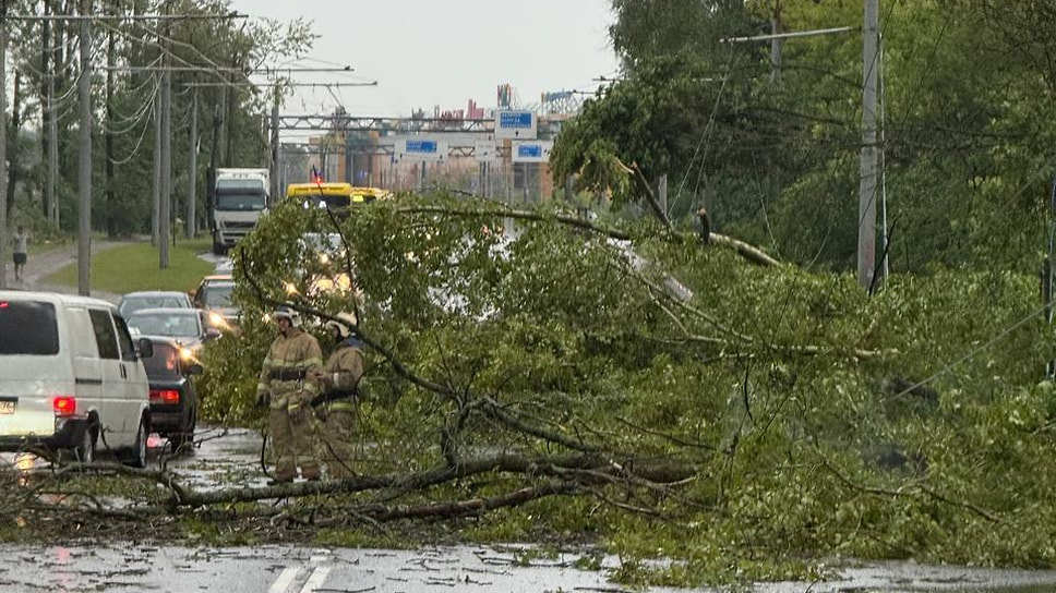 Сильный ветер повалил более 100 деревьев в Ярославле, на фото Тутаевское шоссе 