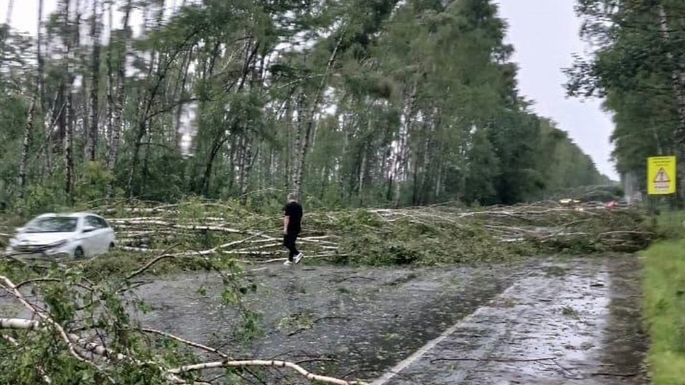 Перекрытая деревьями трасса в Ярославской области 