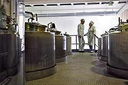 КЕФИРНЫЕ ГРИБНИКИ  На молочных заводах верят, что рядом с кефирными грибками нельзя разговаривать на повышенных тонах: от этого ухудшаются вкусовые качества продукта 