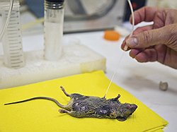 КОРОЛЬ МЫШЕЙ. В лаборатории ИБГ РАН находится настоящая мышиная ферма. Надои поражают воображение и результативностью, и самим фактом
