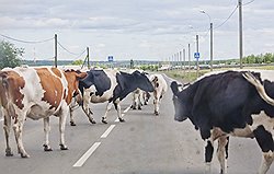 Сделай сам "Консервы Кубани" консервы не экспортирует. Зато продала в Южную Осетию коров на $893 тыс. и на $9,5 тыс. стеклянных банок