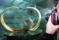 Голова юкагирского мамонта, найденная в Якутии, стала одним из самых фотографируемых экспонатов ЭКСПО-2005, прошедшей в Японии