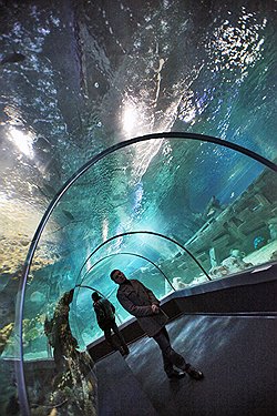 В Сочи также построен самый крупный океанариум в России Sochi Discovery World 