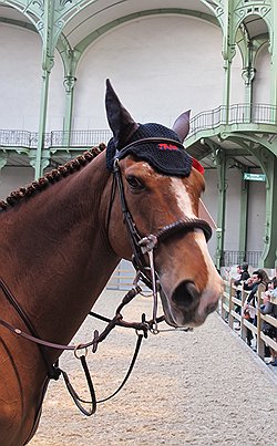 Лошадь, участвующая в Saut Hermes, прошла трехлетнюю подготовку