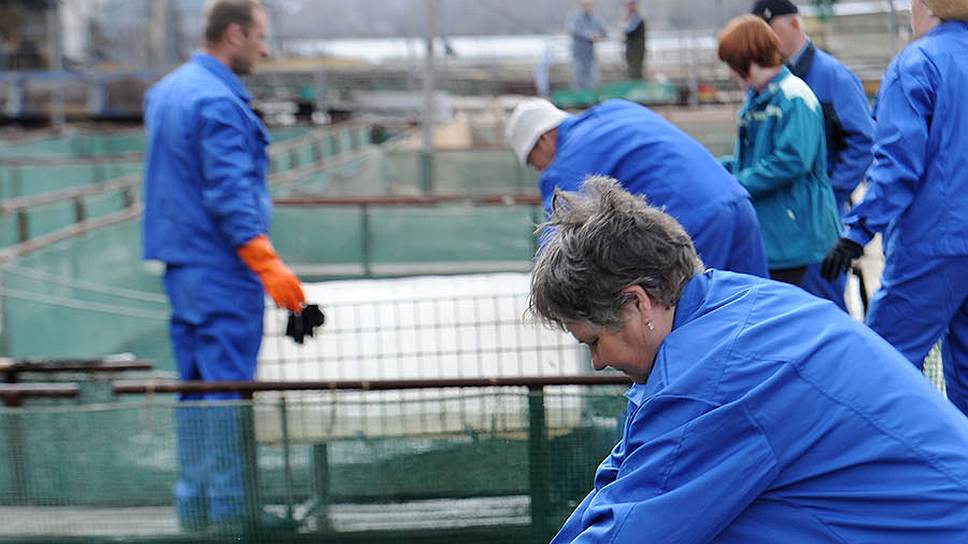 В прошлом году астраханские рыбоводы вырастили на продажу 350 тонн рыб осетровых видов 