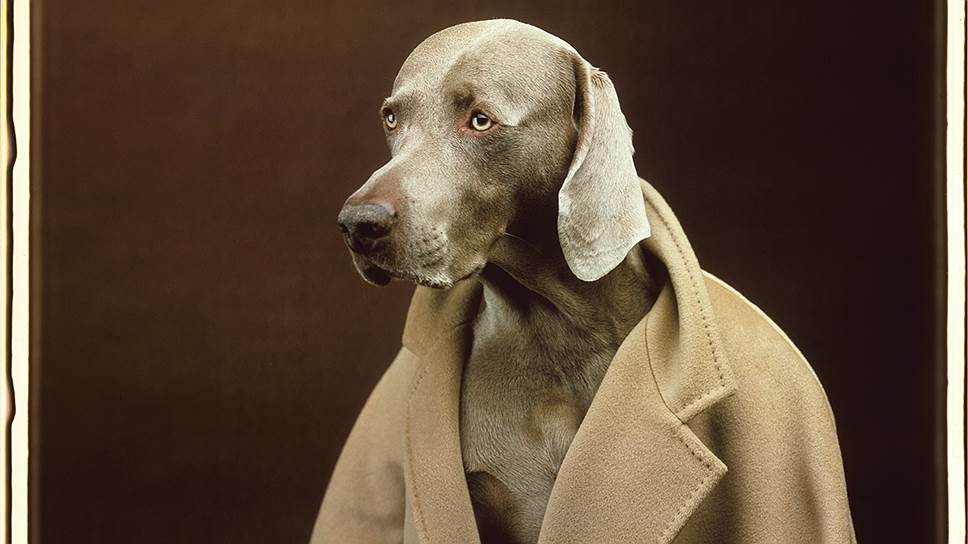 Полароидный снимок фотографа Уильяма Вегмана, сделанный в честь 50-летия MaxMara в 2001 году