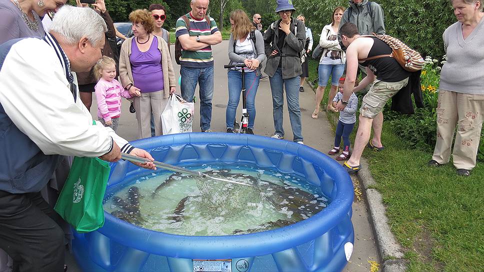 Белых амуров готовят к запуску