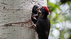 Желна &mdash; самый крупный дятел. Дупла выдалбливает обычно в толстых осинах