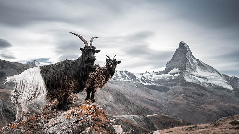 Черношейный козел в окрестностях озера Штелли
