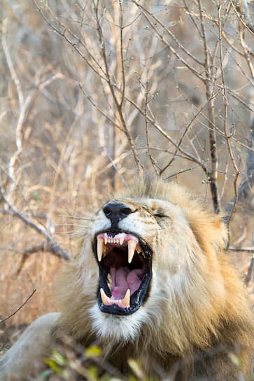 В природном парке Gondwana Game Reserve