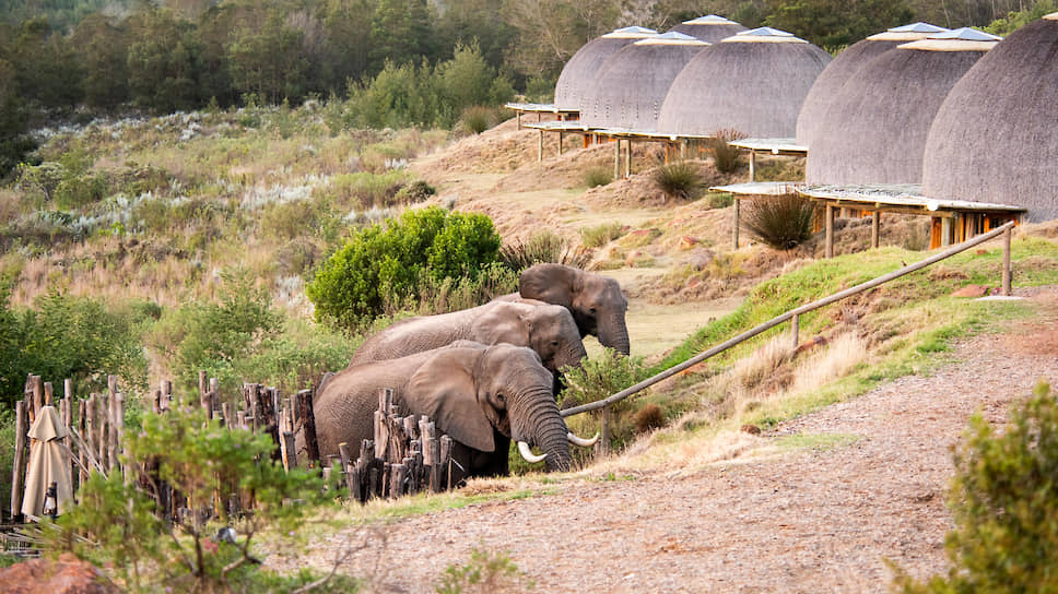В природном парке Gondwana Game Reserve