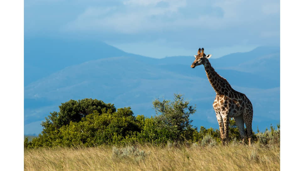 В природном парке Gondwana Game Reserve