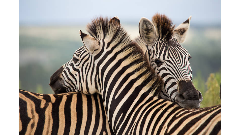 В природном парке Gondwana Game Reserve