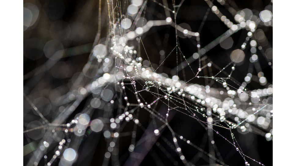 Cosmic Web Томаса Сарацено, 2019 год 