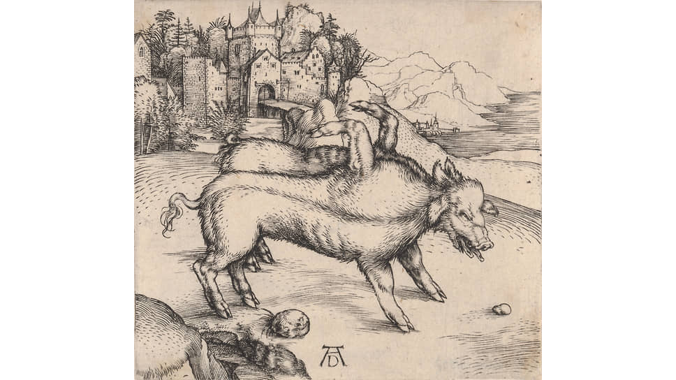 «Свинья-урод из Ландсера». Альбрехт Дюрер, 1496