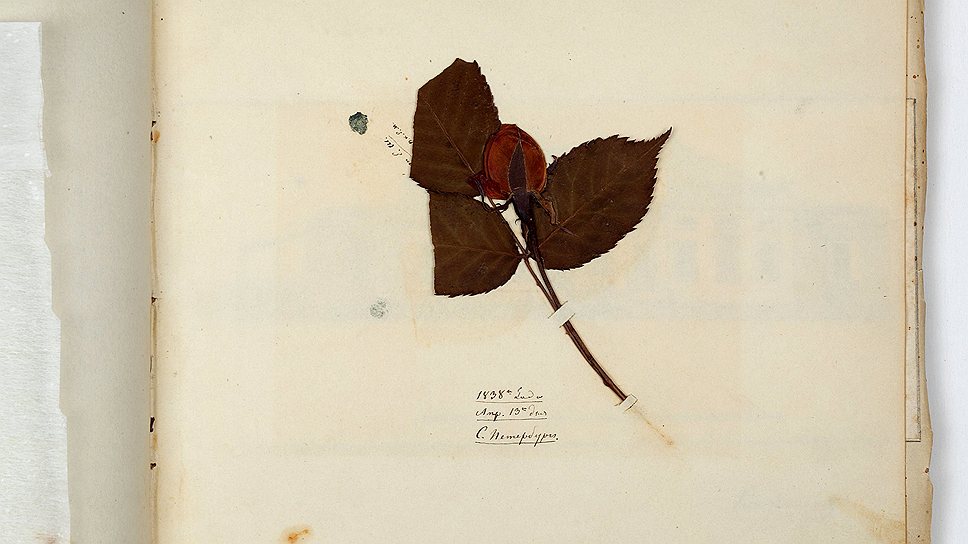 Неизвестный художник. "Засушенная ветка с бутоном розы", 1838 год