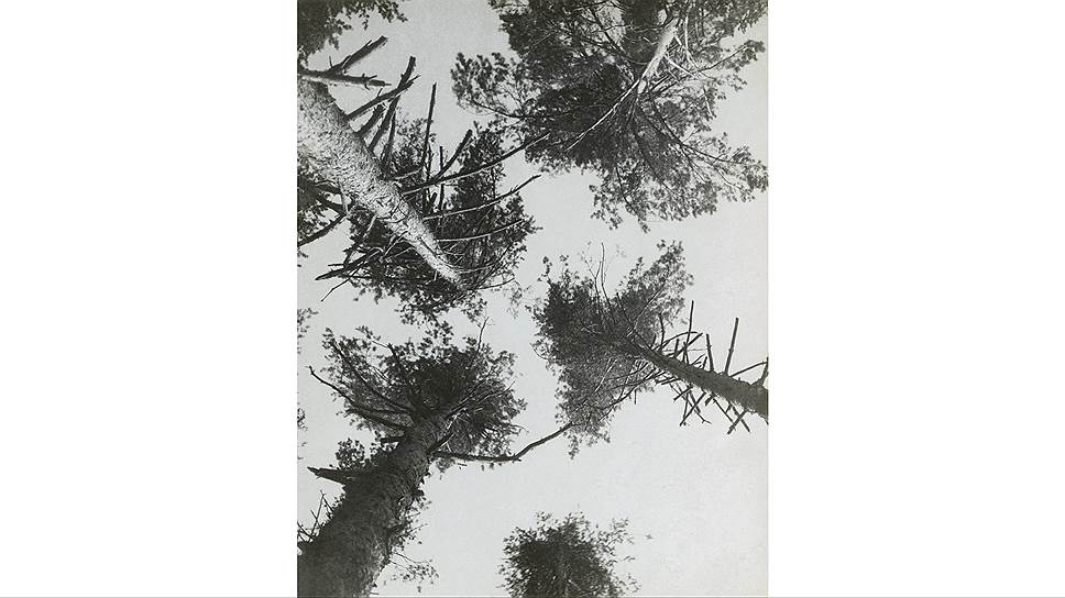 "Сосны. Пушкино", 1927 год