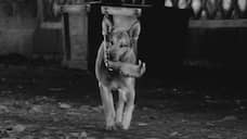 «Телохранитель»