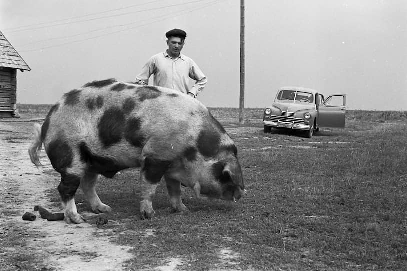 Колхоз «Память Ильича». Белорусская ССР, 1955 