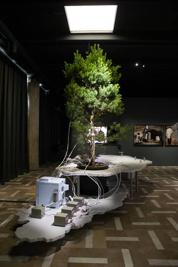 Агнес Майер-Брандис. «One Tree ID». Выставка «Да живет иное во мне», Laboratoria Art & Science, Новая Третьяковка 