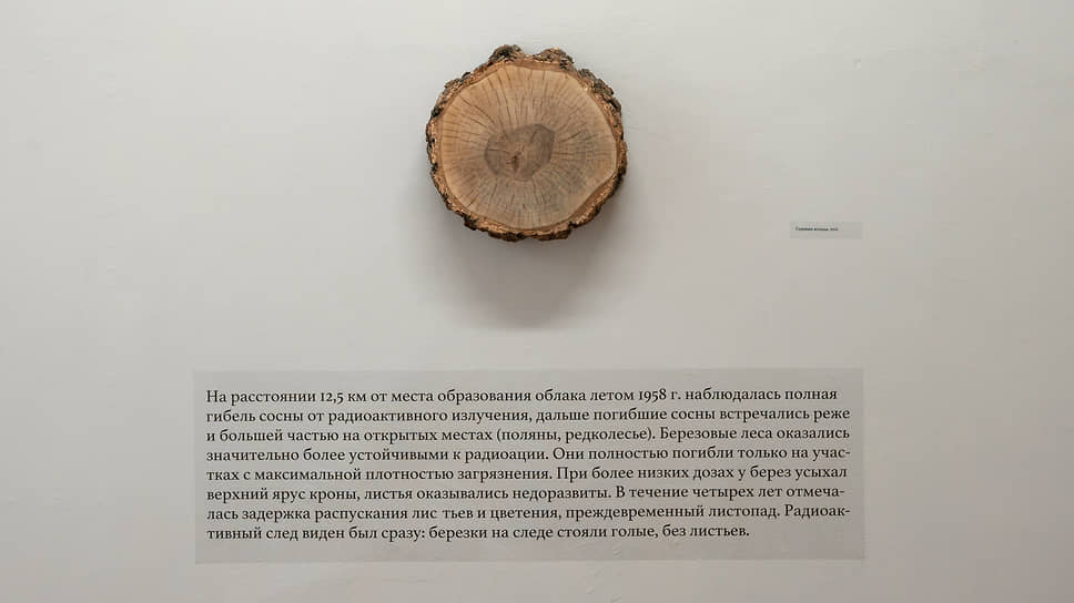 «Годовые кольца». Из проекта Павла Отдельнова «Звенящий след», 2021