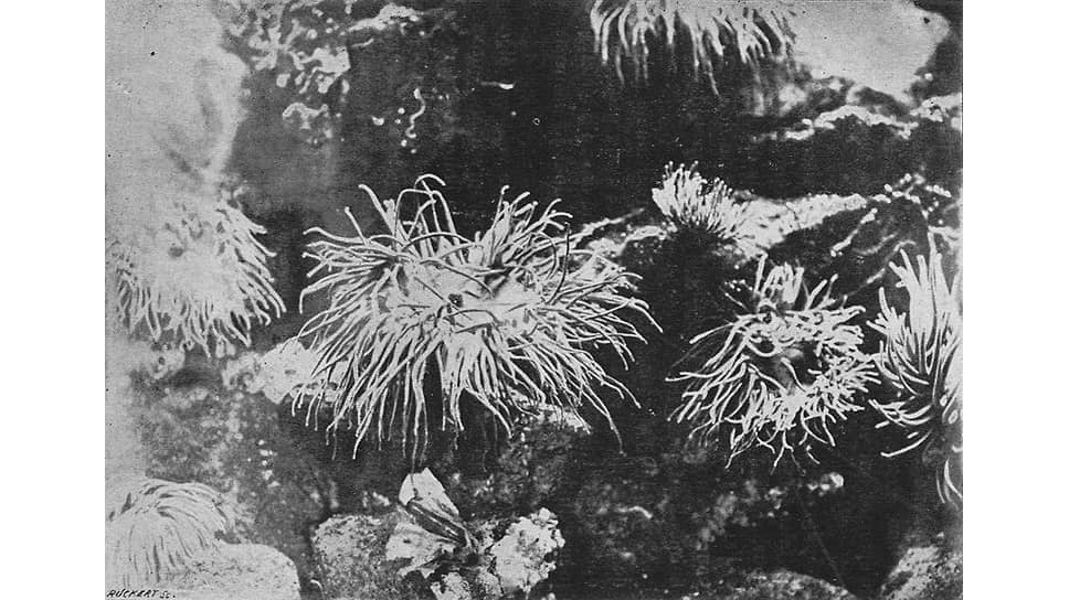 Луи Бутан. Фотография морского дна, 1893 