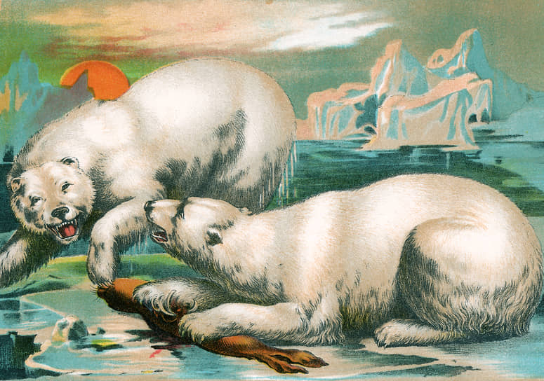 «Два белых медведя на льдине делят морского котика», 1884
